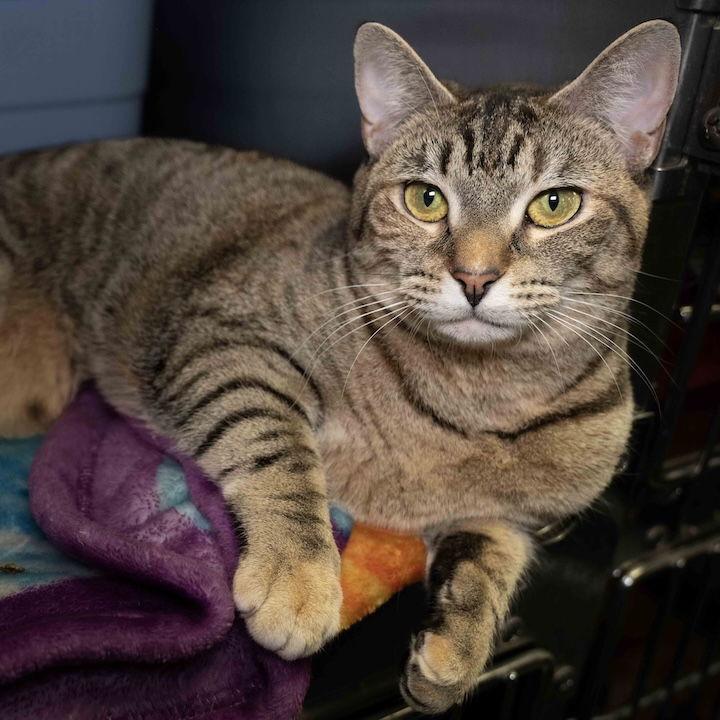 Enlarge Nova, a Adoptable Domestic Short Hair in Wilmington, NC image 1/1