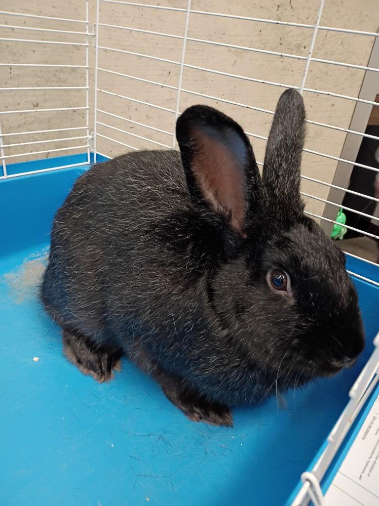 Enlarge George, a Adoptable American in Clarksville, TN image 1/1