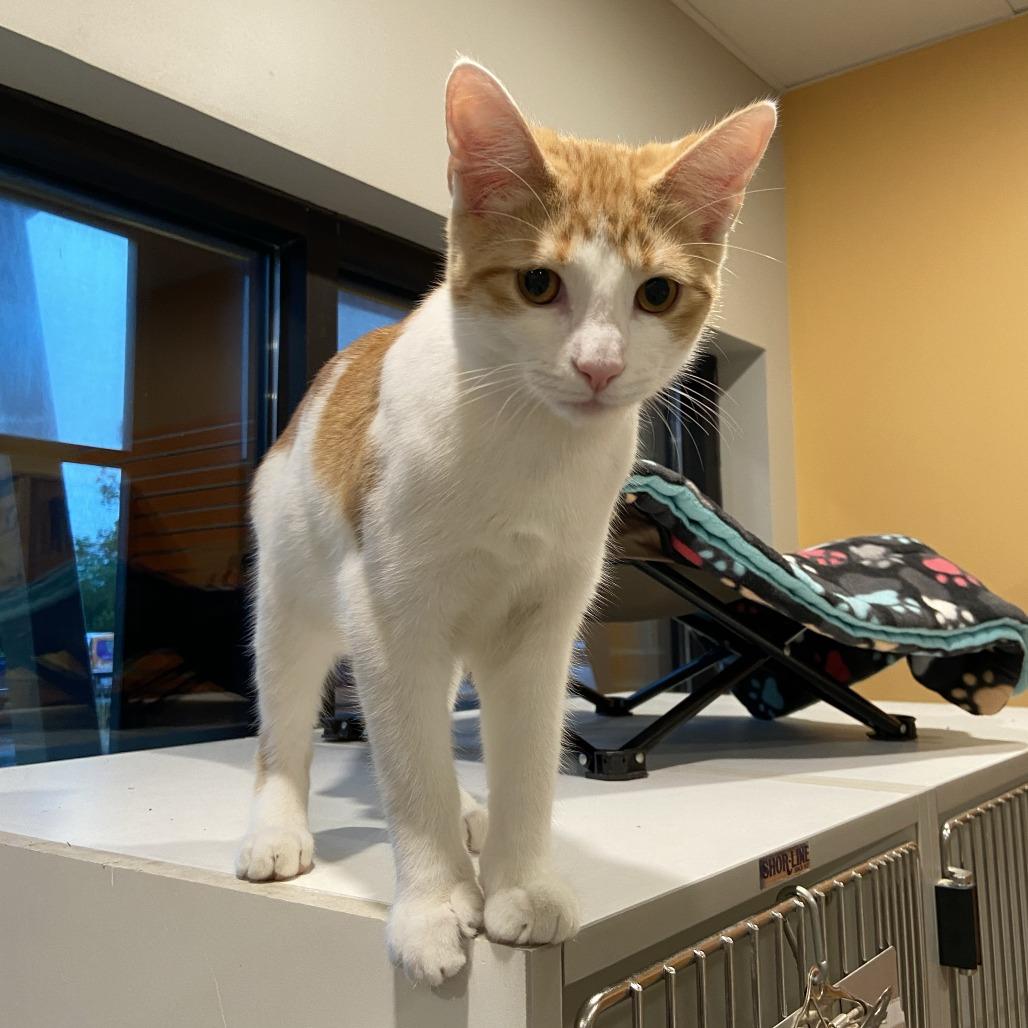 Cotton Candy, Adoptable, Kitten Male Domestic Short Hair.