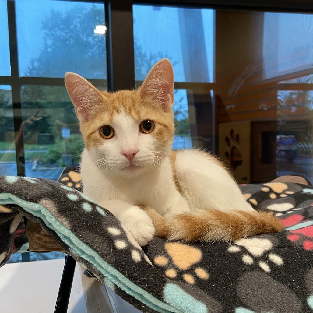 Cotton Candy, a Adoptable Domestic Short Hair in Washington Township, OH image 2/3