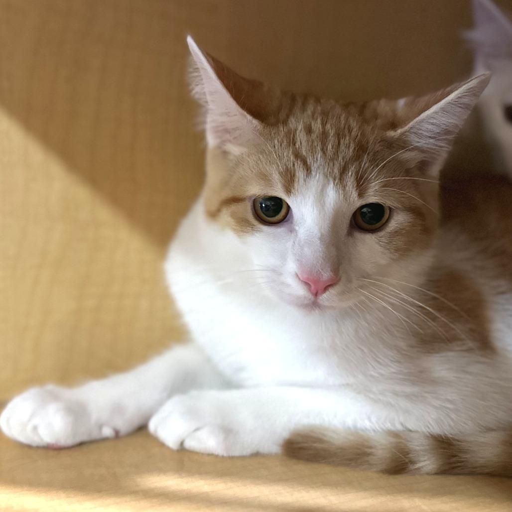 Cotton Candy, a Adoptable Domestic Short Hair in Washington Township, OH image 3/3