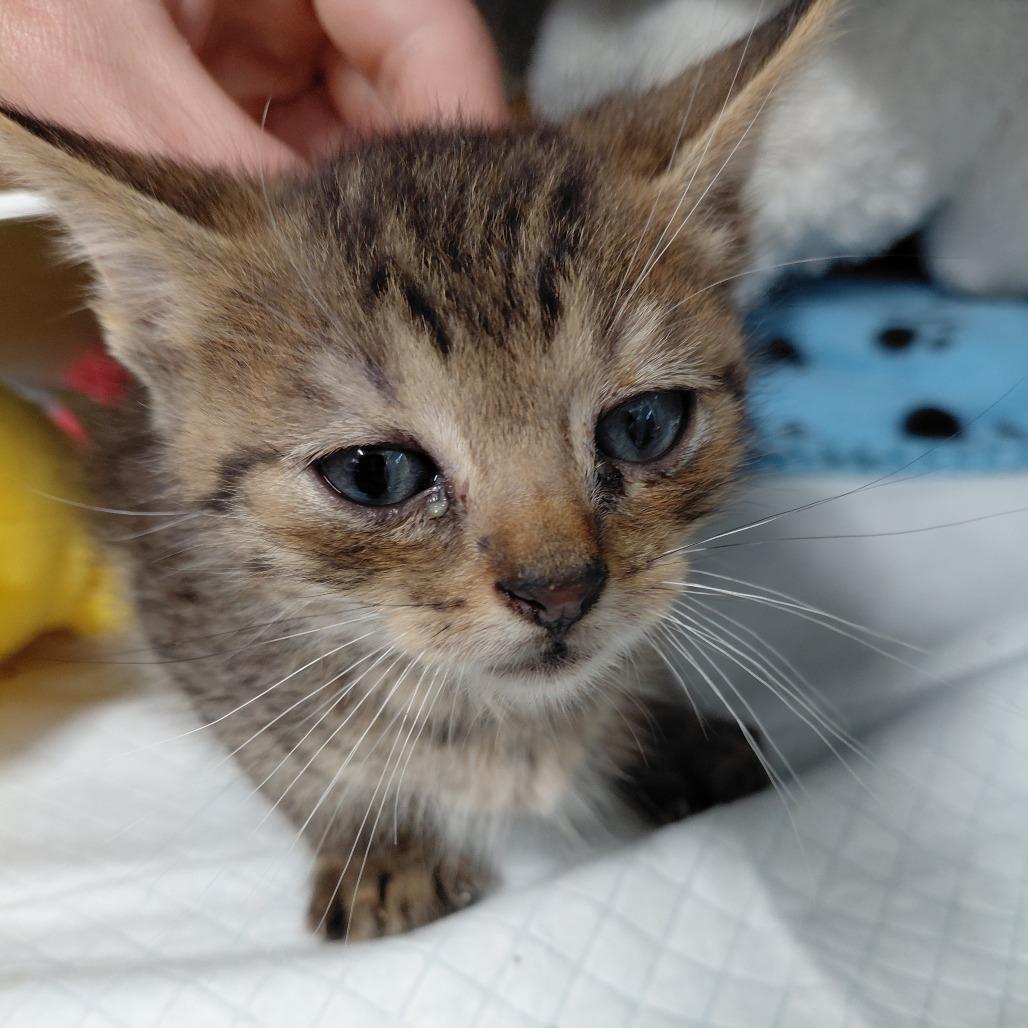Enlarge Aston, a Adoptable Domestic Short Hair in Springtown, TX image 1/5