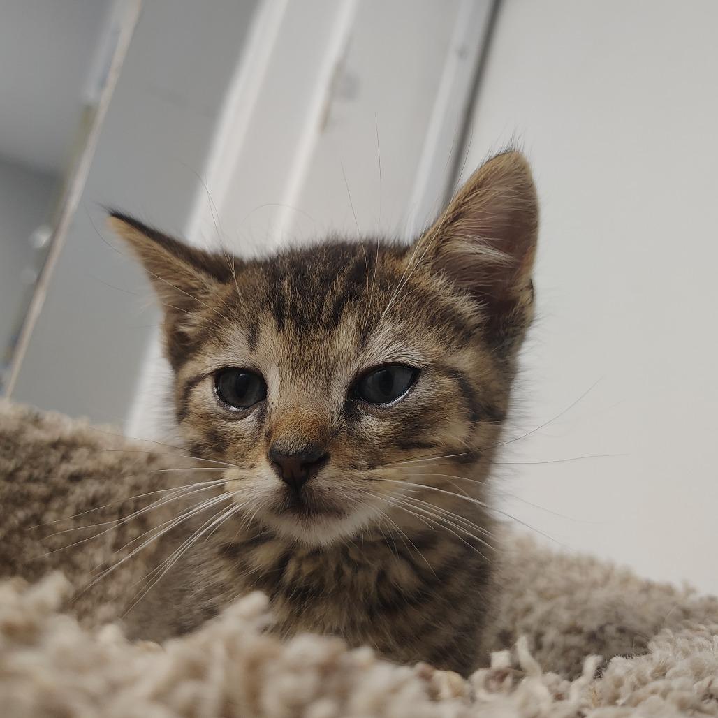 Enlarge Aston, a Adoptable Domestic Short Hair in Springtown, TX image 2/5