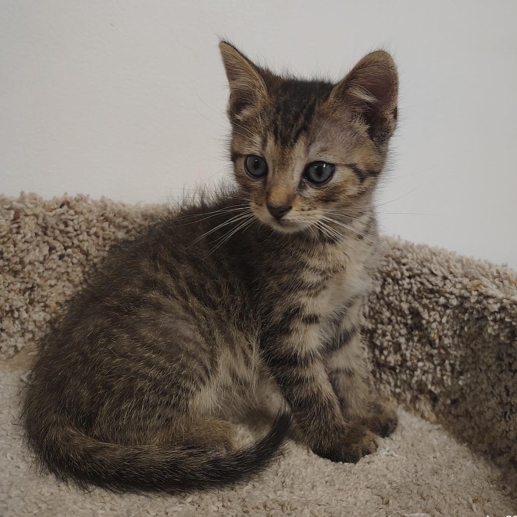 Enlarge Aston, a Adoptable Domestic Short Hair in Springtown, TX image 3/5