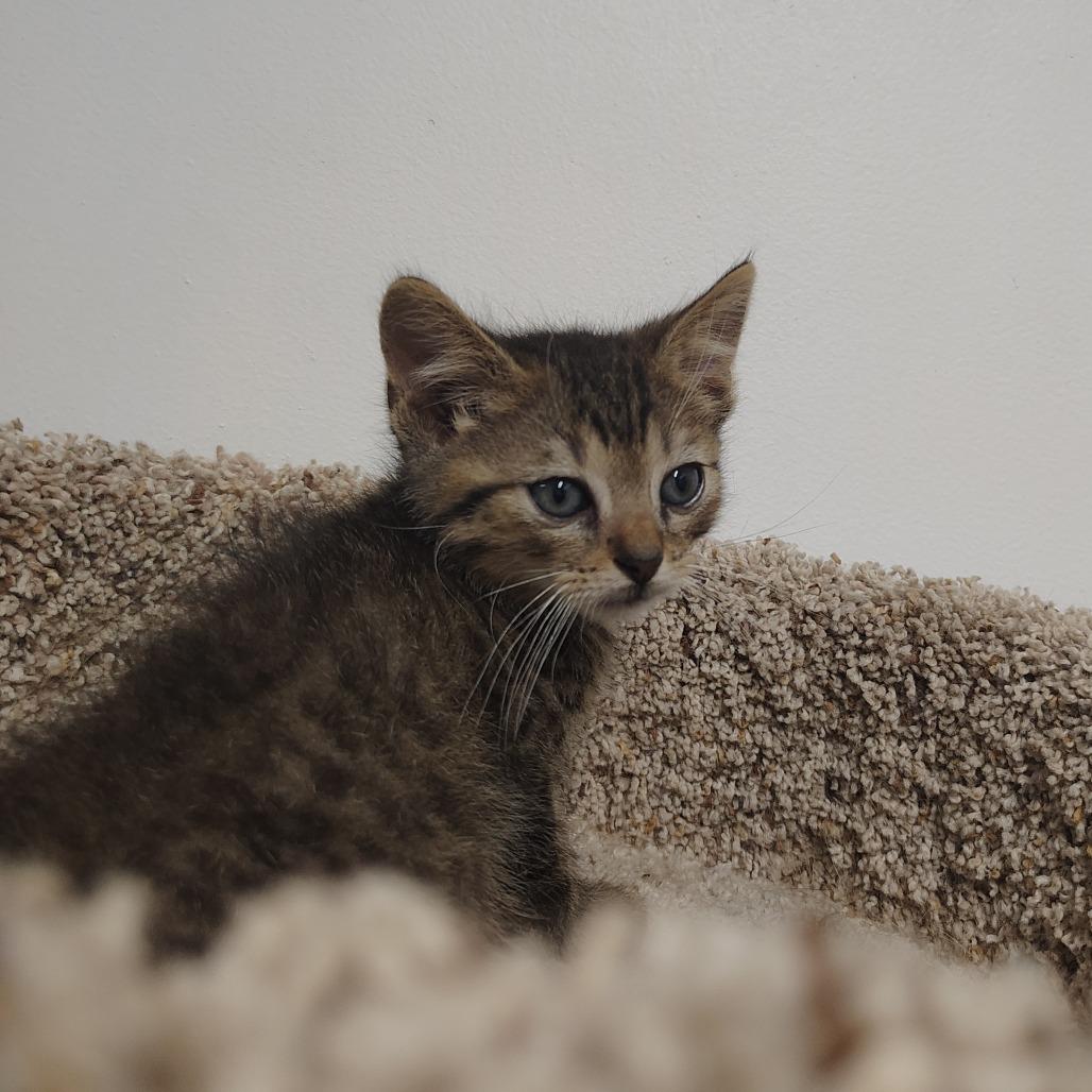 Enlarge Aston, a Adoptable Domestic Short Hair in Springtown, TX image 4/5
