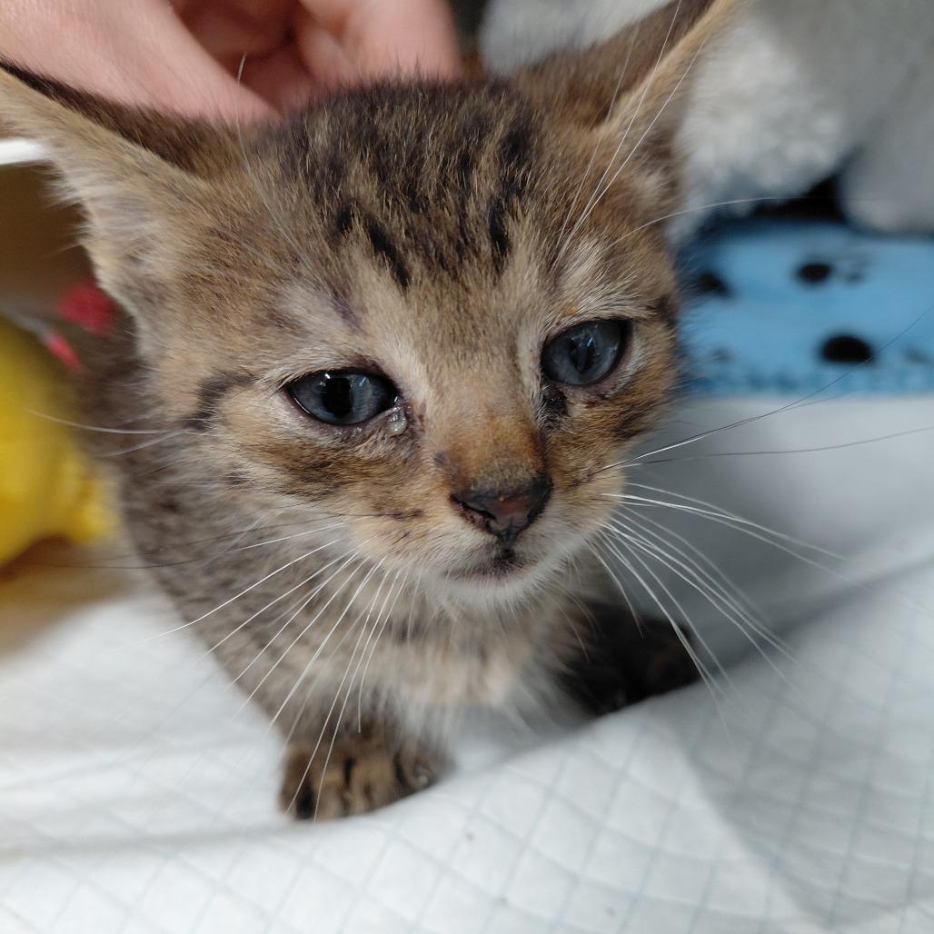 Enlarge Aston, a Adoptable Domestic Short Hair in Springtown, TX image 5/5