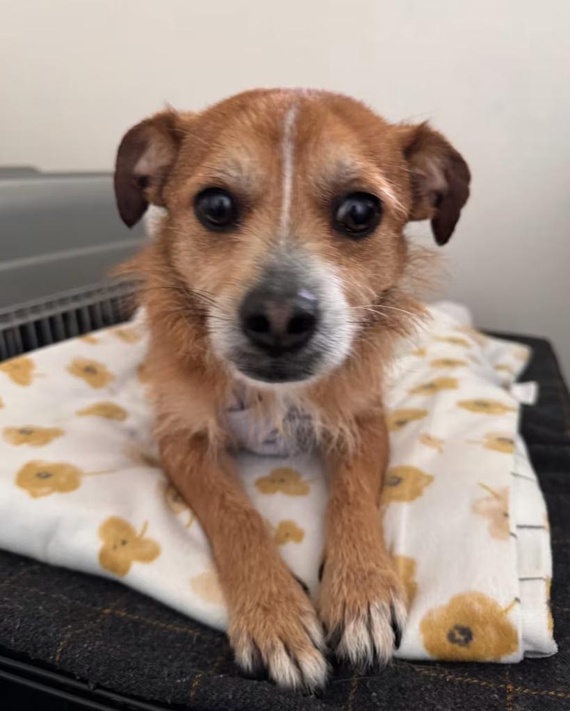 Enlarge Benny, a ADOPTABLE mixed breed in Fairfield , CA image 2/2