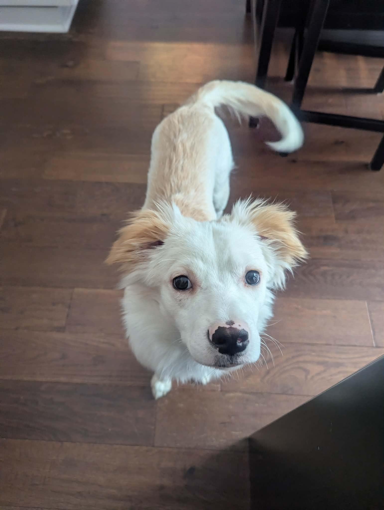 Enlarge Charlie, an adopted mixed breed in Winnipeg, MB image 1/3