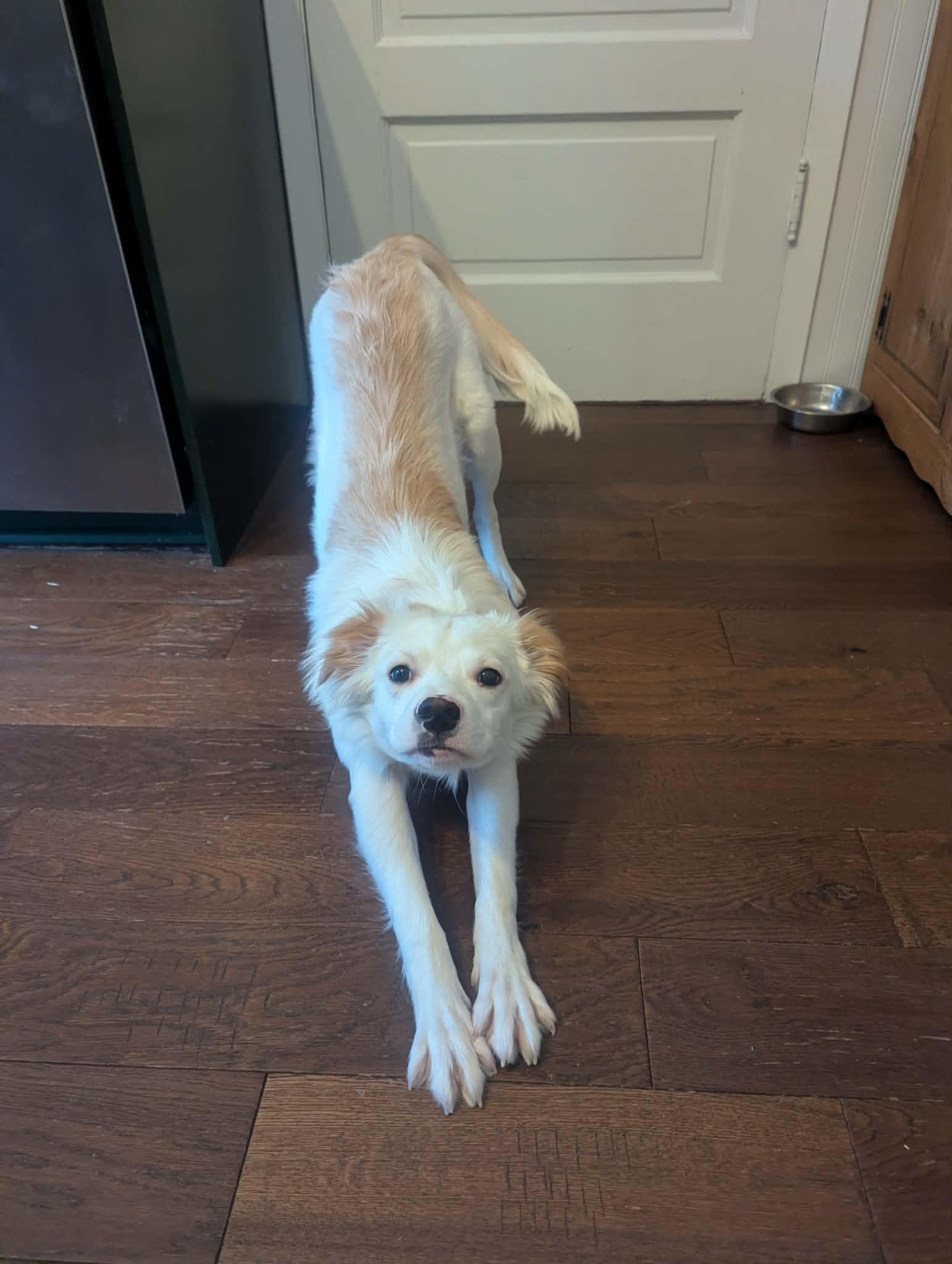 Enlarge Charlie, an adopted mixed breed in Winnipeg, MB image 3/3