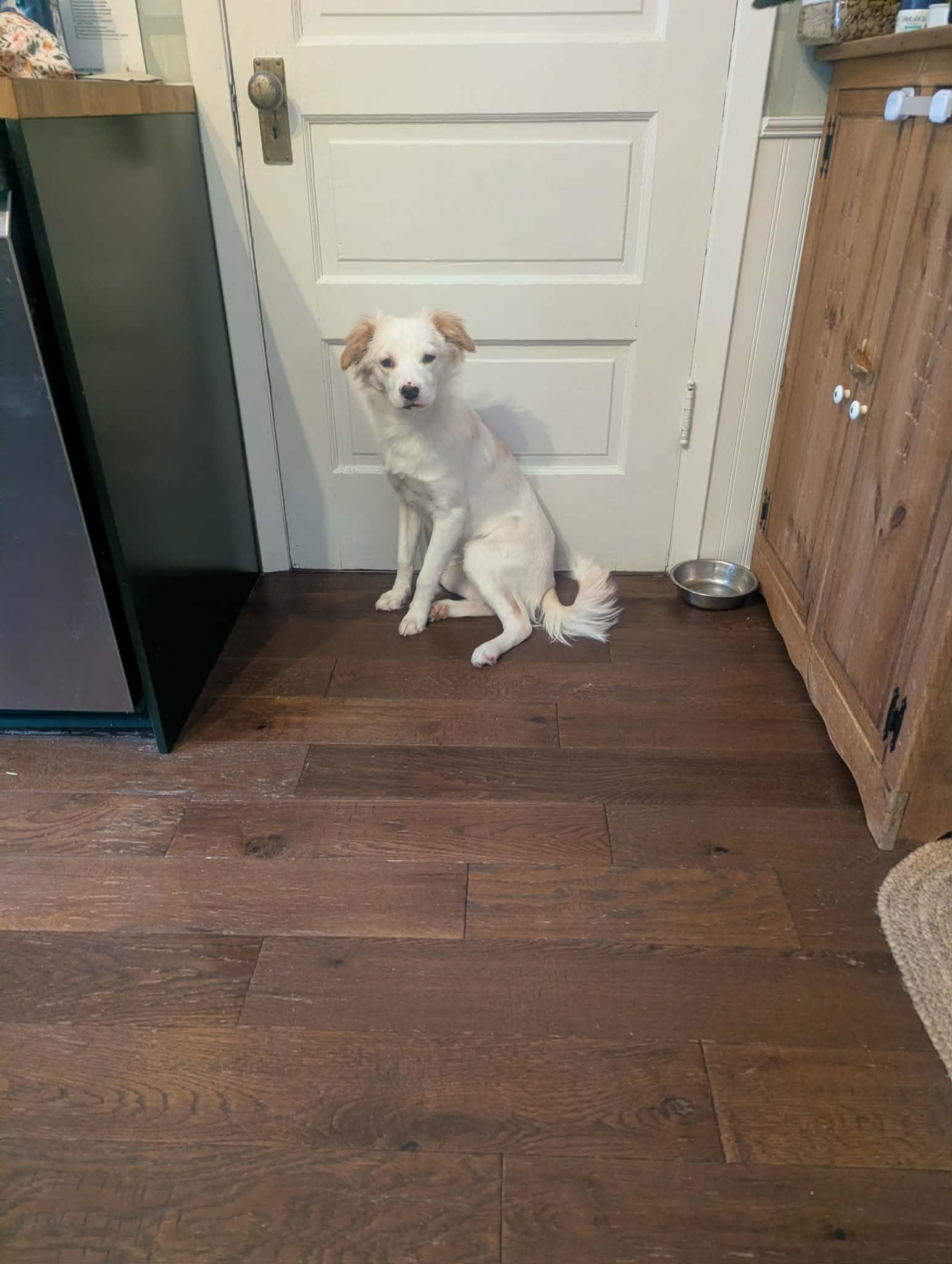 Enlarge Charlie, an adopted mixed breed in Winnipeg, MB image 2/3