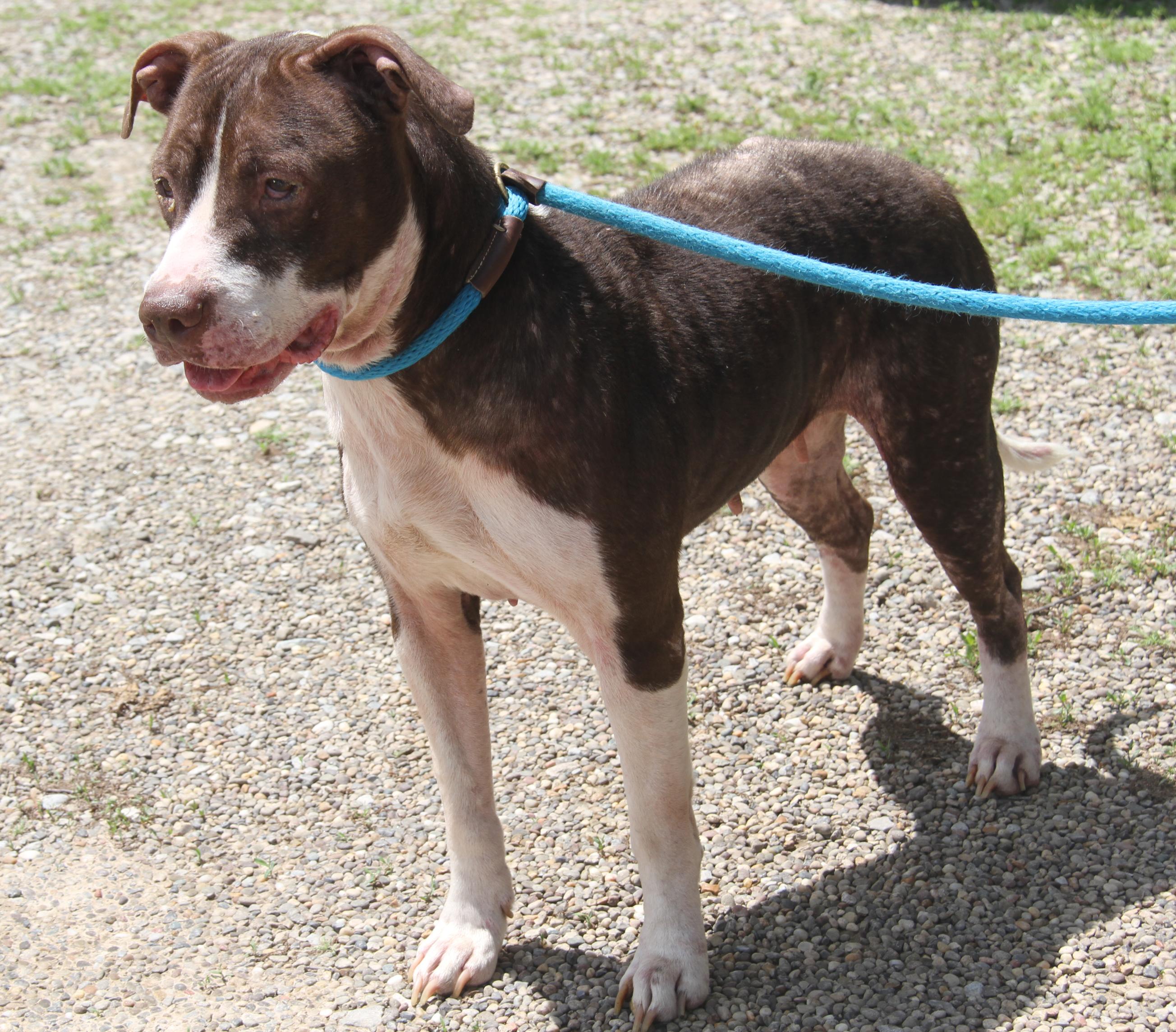 Enlarge Precious (Spayed) (Photos 5/8/2025) (In Foster Care: Available for Adoption), a Adoptable mixed breed in Marietta, OH image 2/6