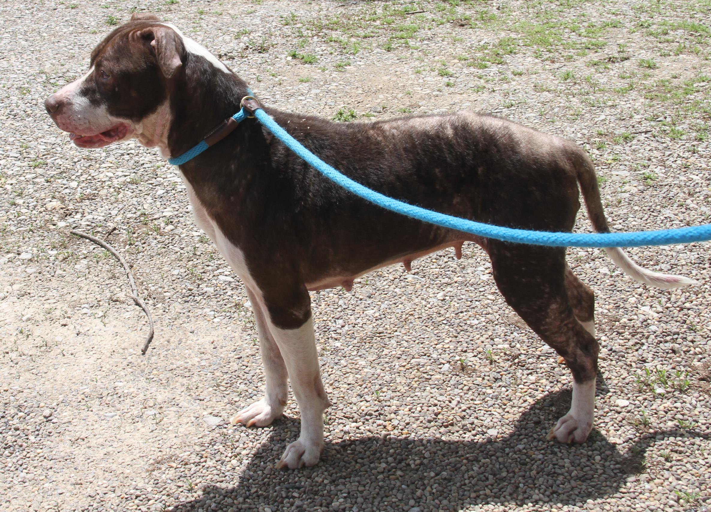 Enlarge Precious (Spayed) (Photos 5/8/2025) (In Foster Care: Available for Adoption), a Adoptable mixed breed in Marietta, OH image 3/6