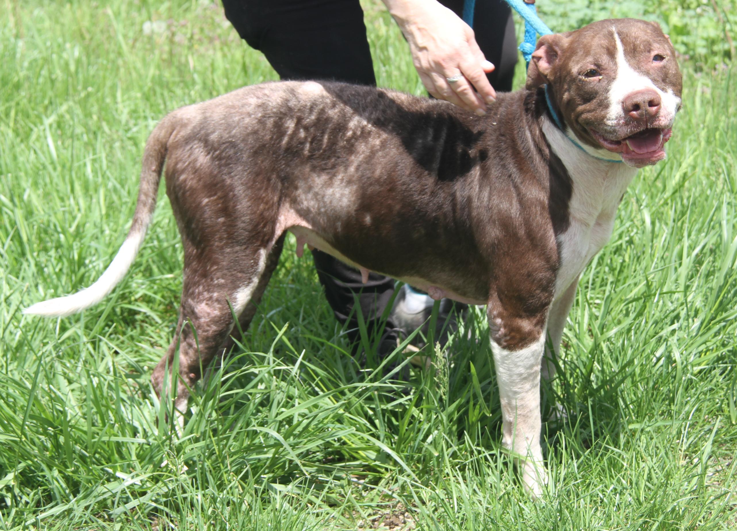 Enlarge Precious (Spayed) (Photos 5/8/2025) (In Foster Care: Available for Adoption), a Adoptable mixed breed in Marietta, OH image 5/6