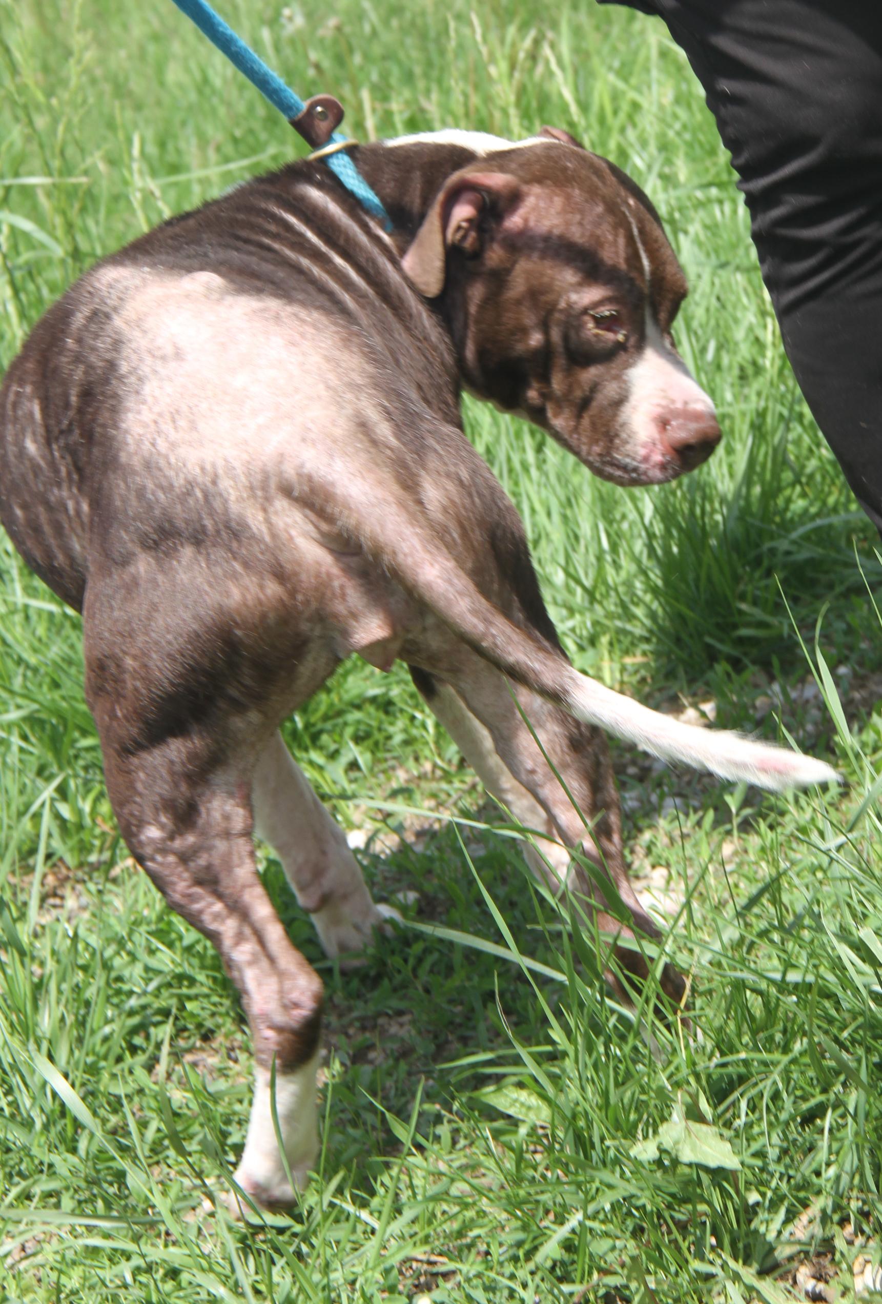 Enlarge Precious (Spayed) (Photos 5/8/2025) (In Foster Care: Available for Adoption), a Adoptable mixed breed in Marietta, OH image 6/6
