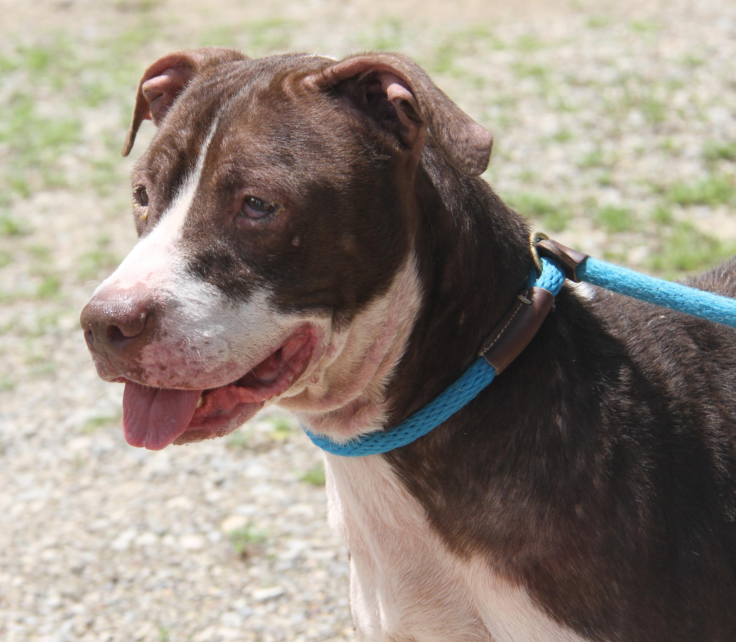 Enlarge Precious (Spayed) (Photos 5/8/2025) (In Foster Care: Available for Adoption), a Adoptable mixed breed in Marietta, OH image 4/6