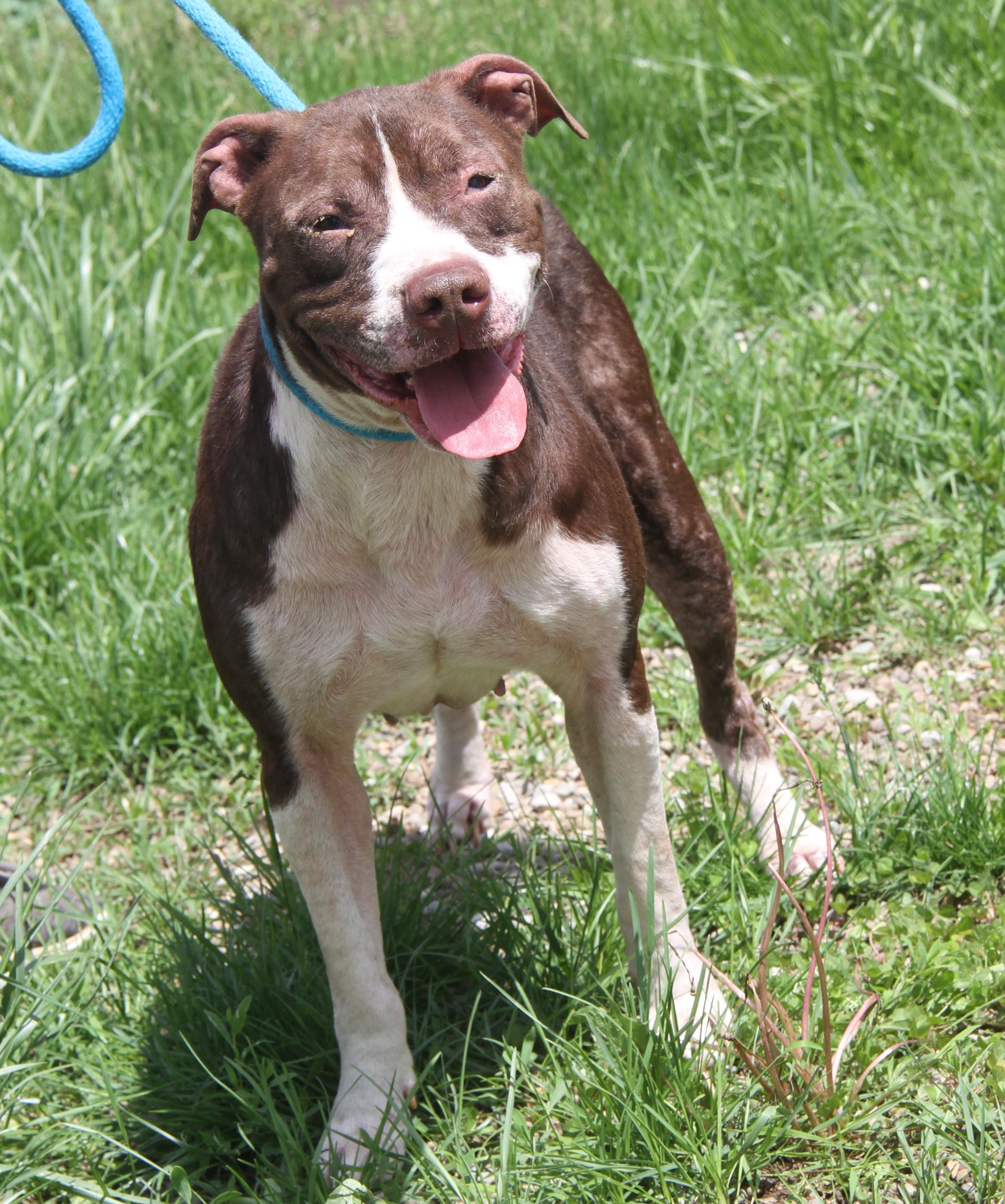 Precious (Spayed) (Photos 5/8/2025) (In Foster Care: Available for Adoption), Adoptable, Adult Female Pit Bull Terrier.