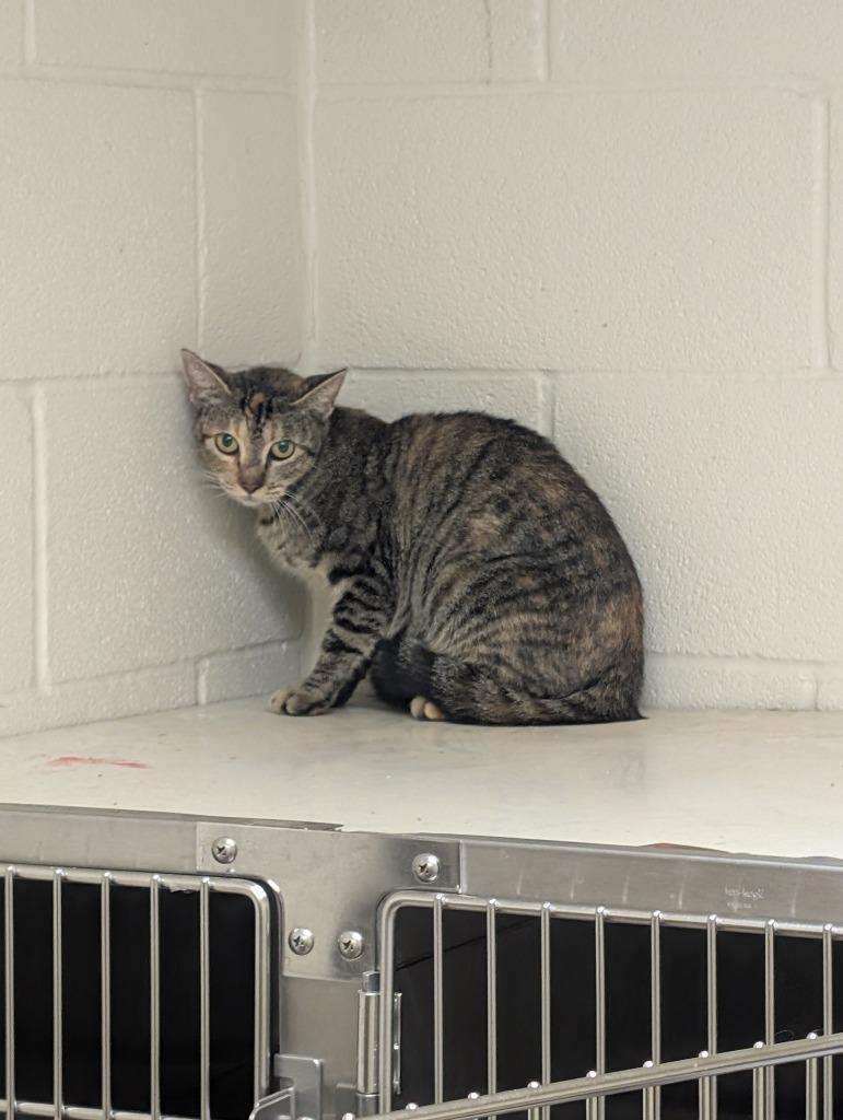 Pyre, Adoptable, Young Female Domestic Short Hair.