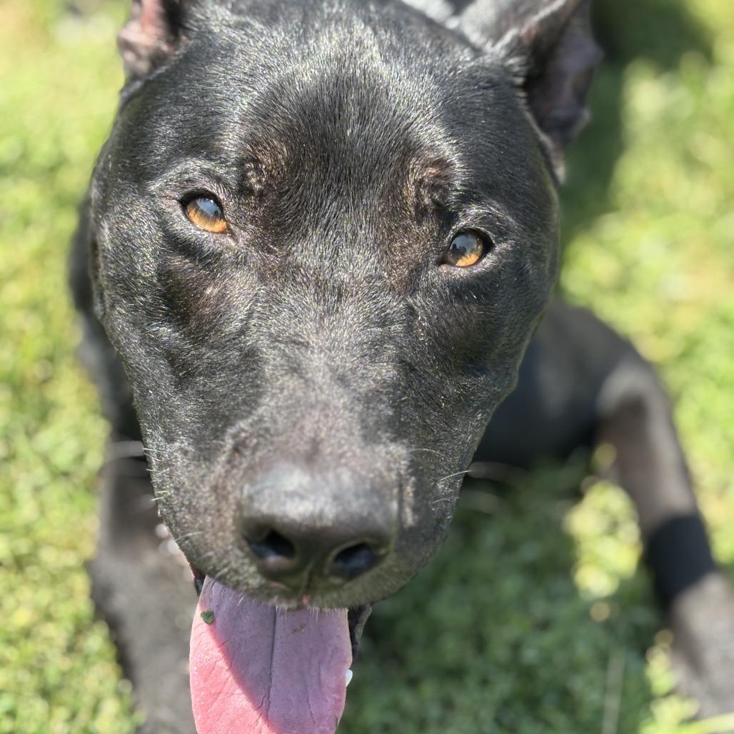 Tucker, Adoptable, Adult Male Mixed Breed.