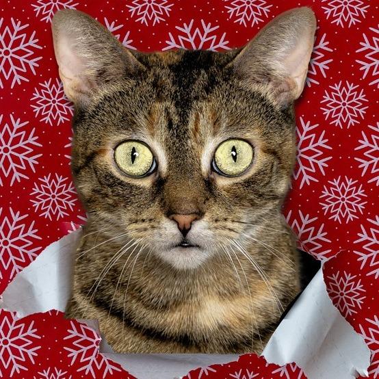 Enlarge Sheba, a Adoptable Domestic Short Hair in Newark, NJ image 1/4