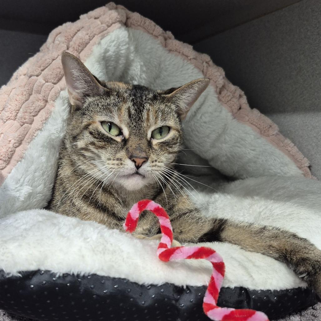 Enlarge Sheba, a Adoptable Domestic Short Hair in Newark, NJ image 2/4