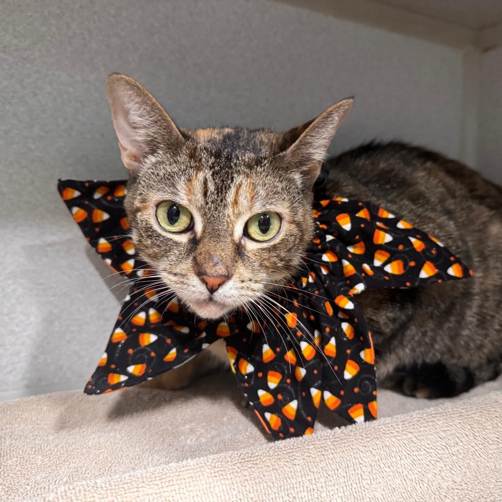 Enlarge Sheba, a Adoptable Domestic Short Hair in Newark, NJ image 3/4
