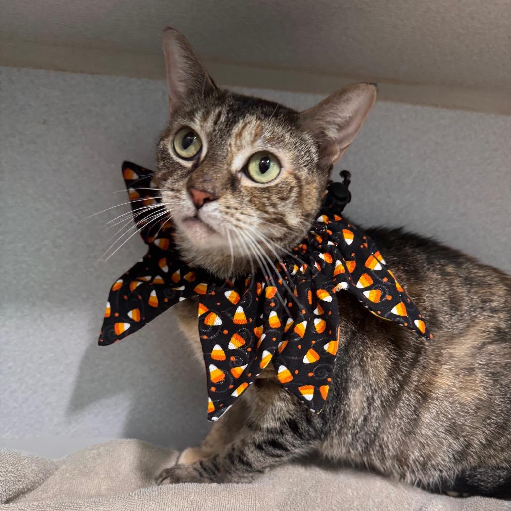 Enlarge Sheba, a Adoptable Domestic Short Hair in Newark, NJ image 4/4