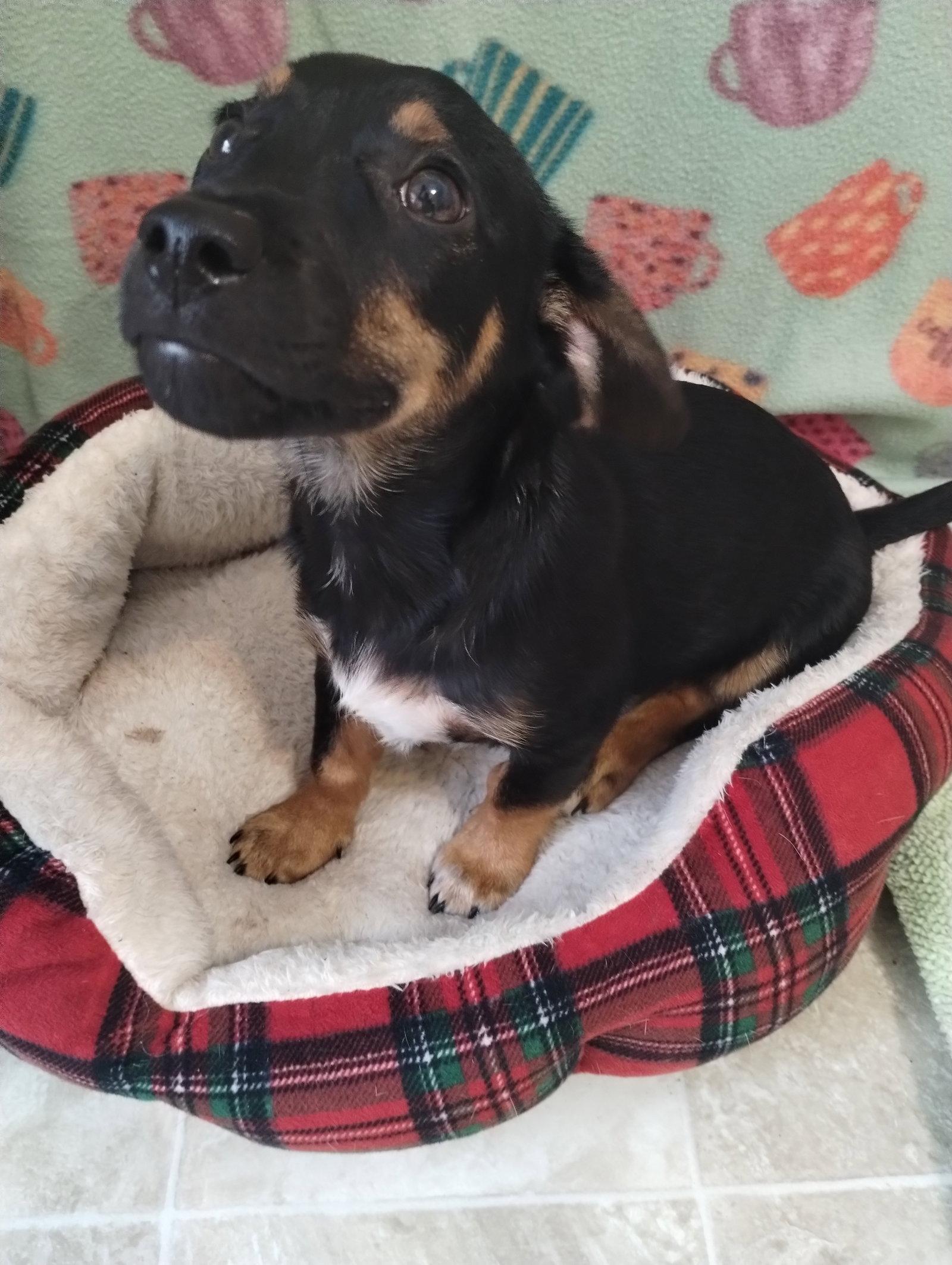 Remi, Adopted, Puppy Male Dachshund.