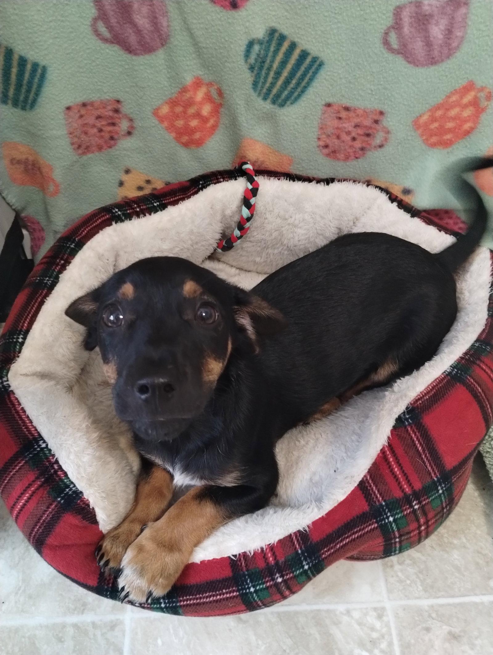 Enlarge Remi, a Adopted Dachshund in York, SC image 2/3