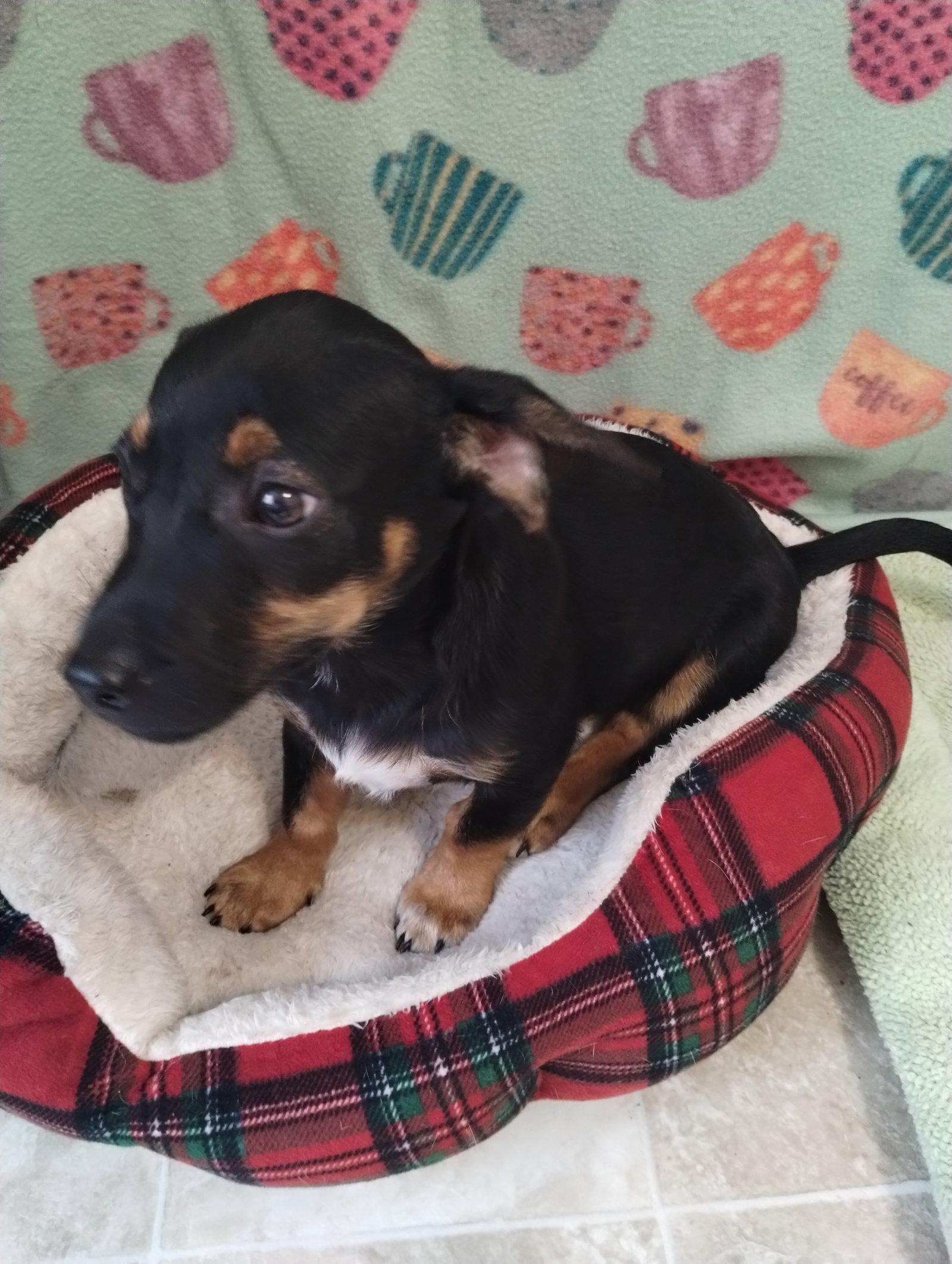 Enlarge Remi, a Adopted Dachshund in York, SC image 3/3