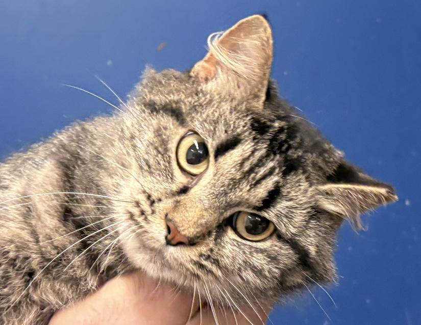 Enlarge Gwen, a Adopted Domestic Long Hair in Columbus, IN image 1/1