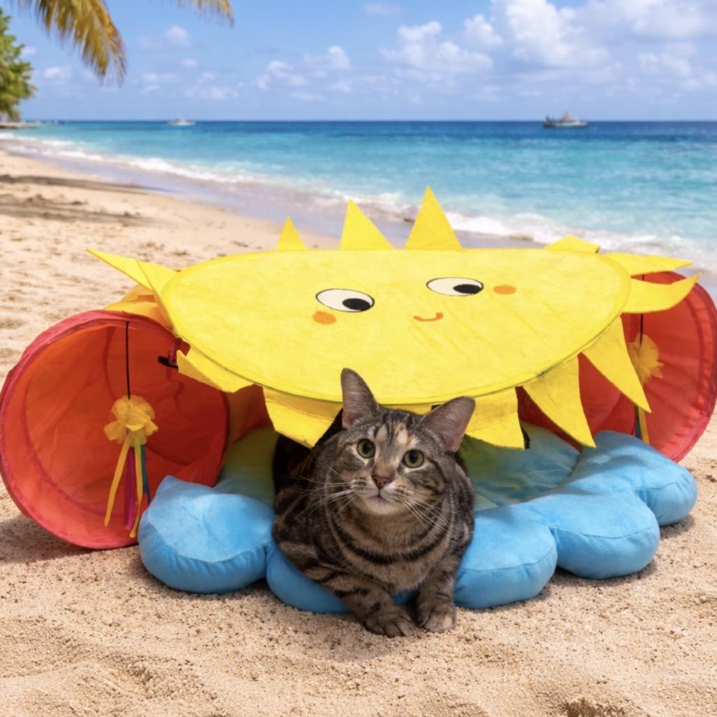 Enlarge Apple Cider Donut, a Adoptable Domestic Short Hair in Newark, DE image 6/6