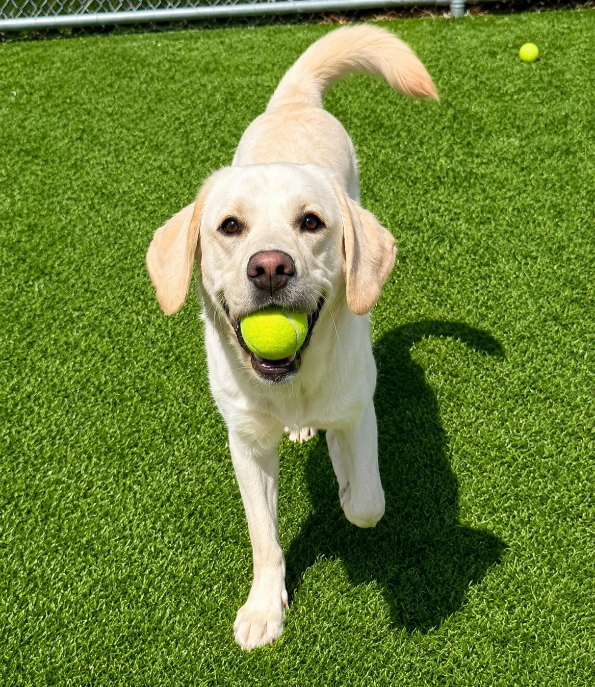 Enlarge Manny, an adopted Yellow Labrador Retriever in Long Beach, NY image 3/3