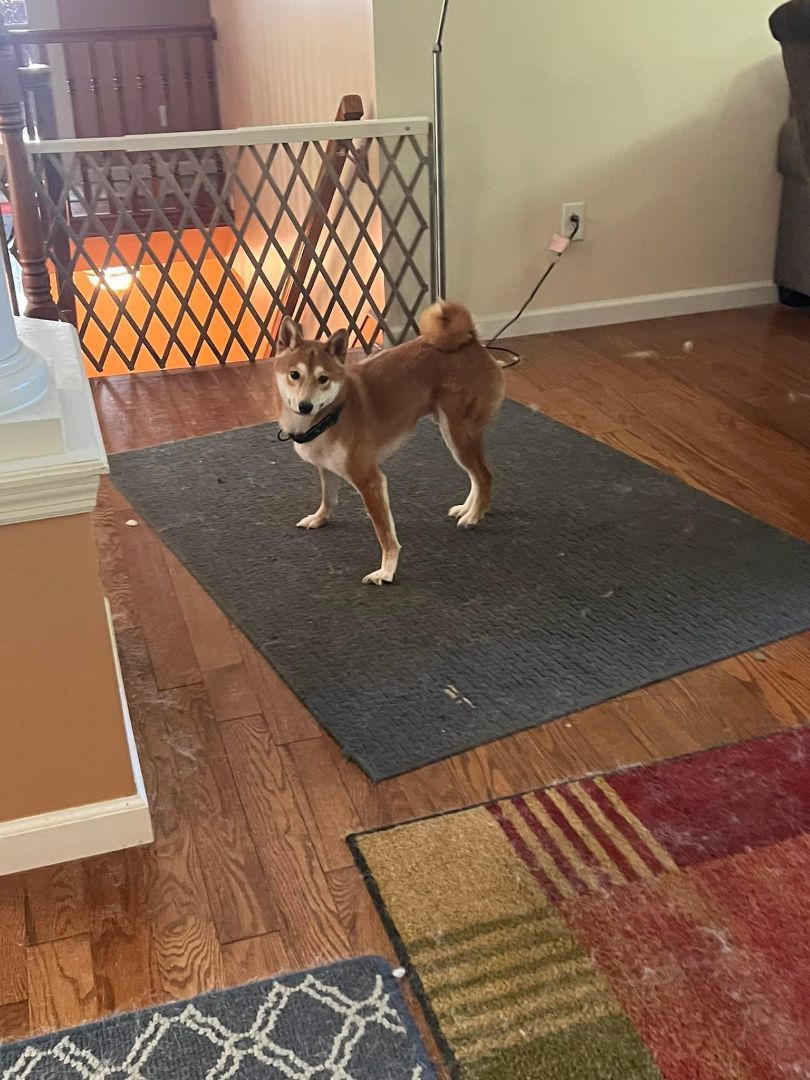 Enlarge Ranger, a Adoptable Shiba Inu in Jonesburg, MO image 1/3