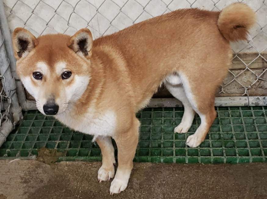 Enlarge Ranger, a Adoptable Shiba Inu in Jonesburg, MO image 2/3
