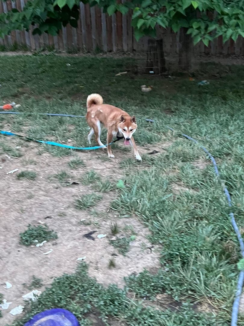 Enlarge Ranger, a Adoptable Shiba Inu in Jonesburg, MO image 3/3