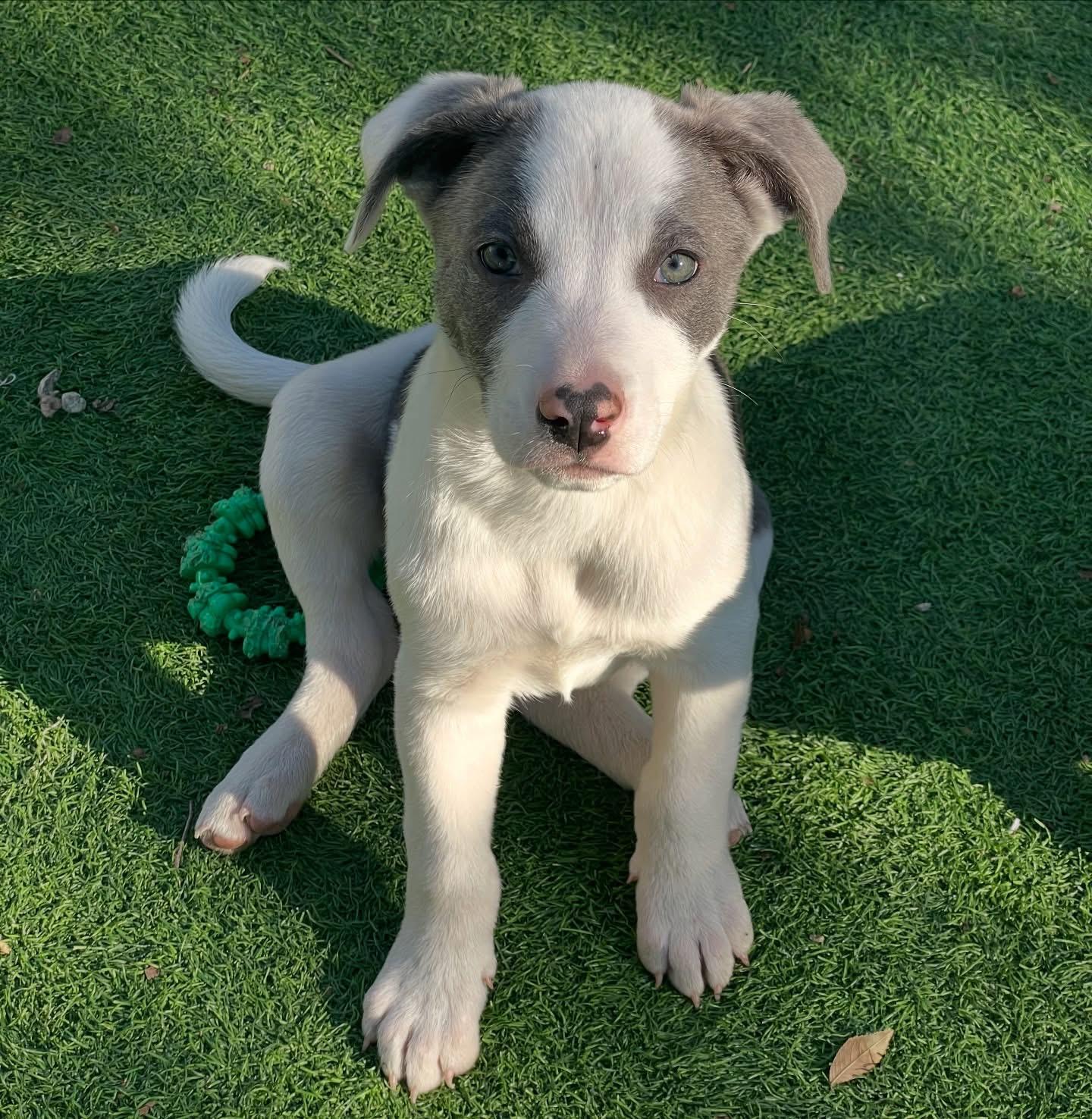 Enlarge Zena-ADOPT Me!!, a ADOPTABLE mixed breed in Redondo Beach, CA image 1/4