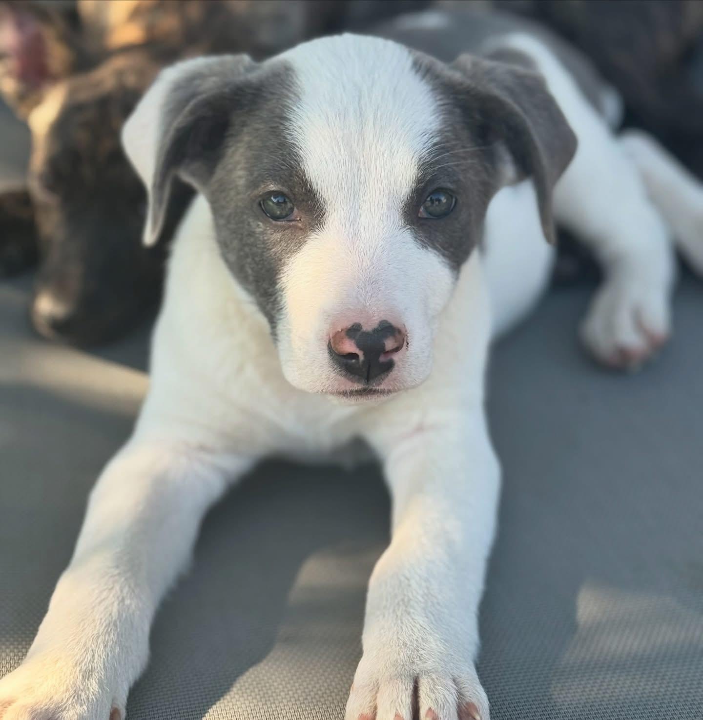 Enlarge Zena-ADOPT Me!!, a ADOPTABLE mixed breed in Redondo Beach, CA image 3/4