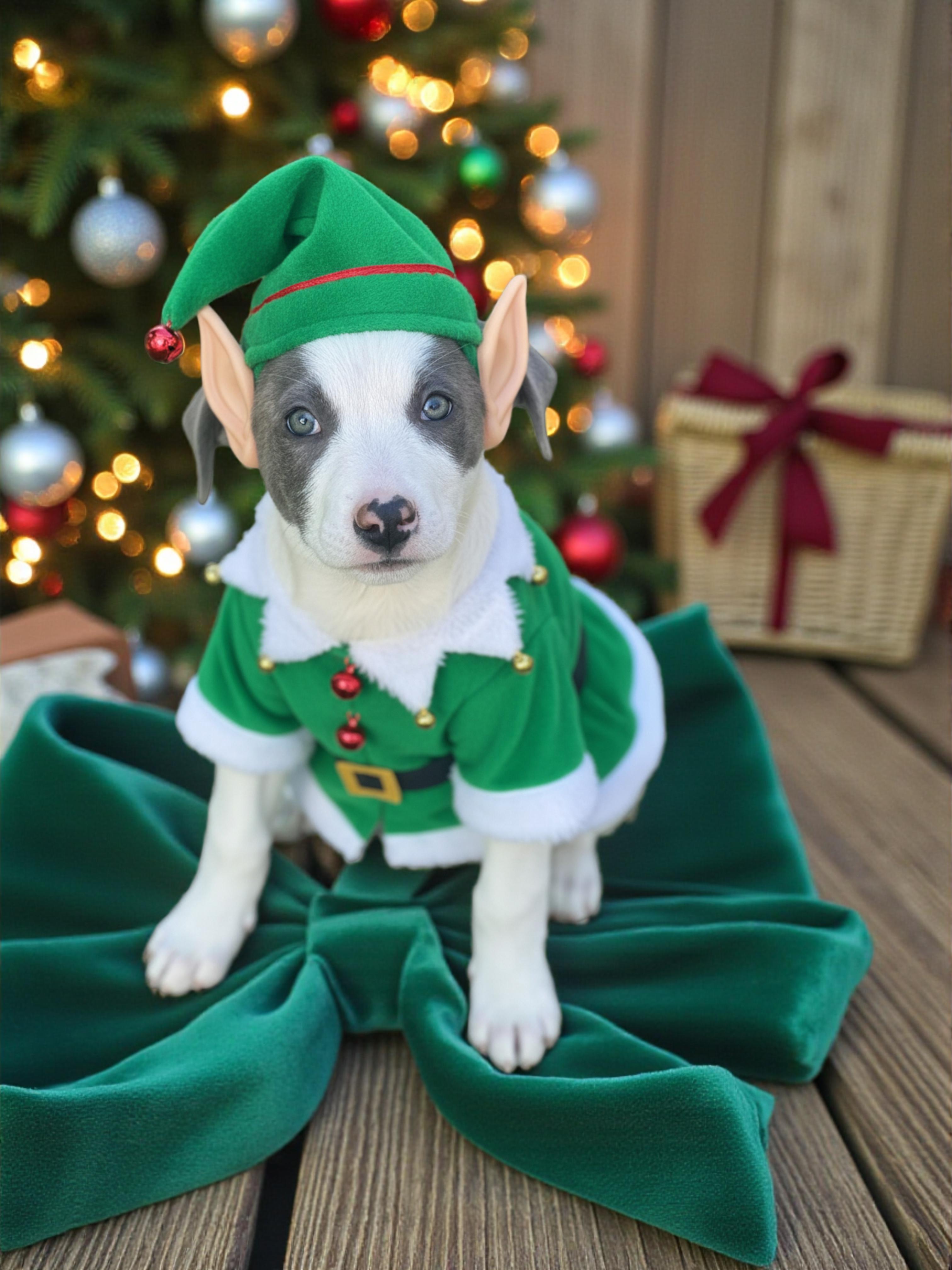 Enlarge Zena-ADOPT Me!!, a ADOPTABLE mixed breed in Redondo Beach, CA image 4/4