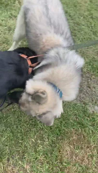 Enlarge Sasha, a Adopted mixed breed in Horse Shoe, NC video 5/9