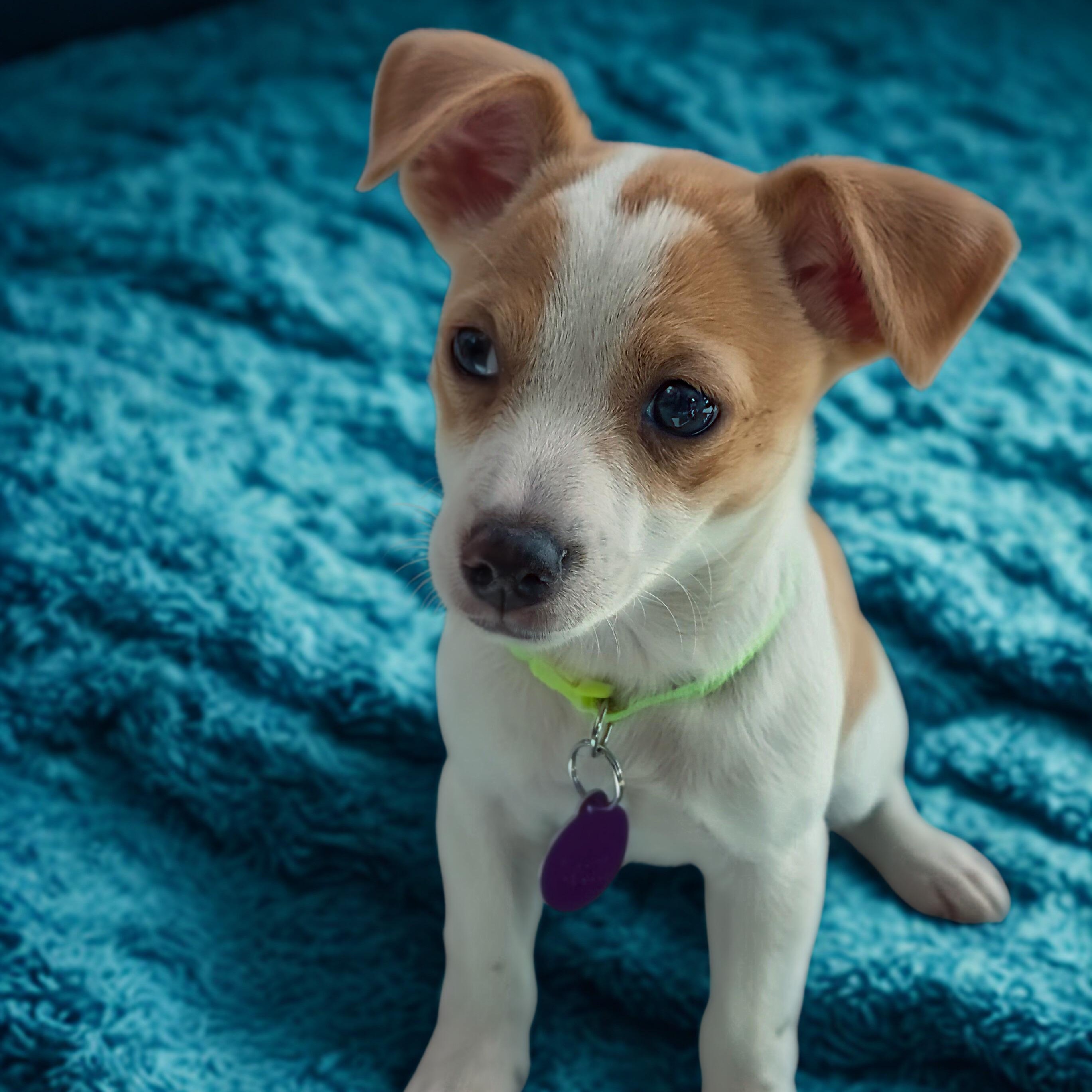 Enlarge Paris, an adopted mixed breed in Encinitas, CA image 1/4