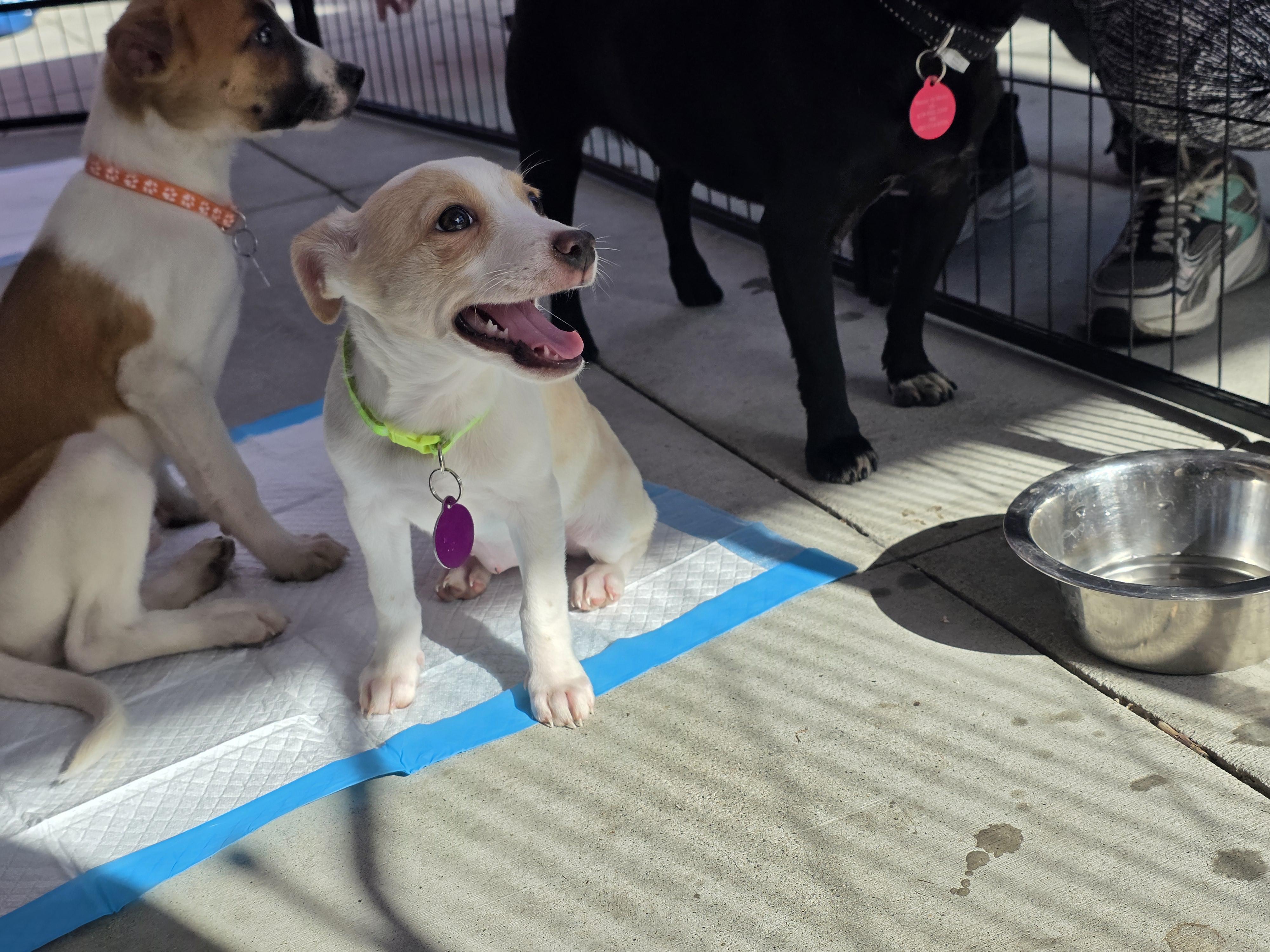 Enlarge Paris, an adopted mixed breed in Encinitas, CA image 4/4