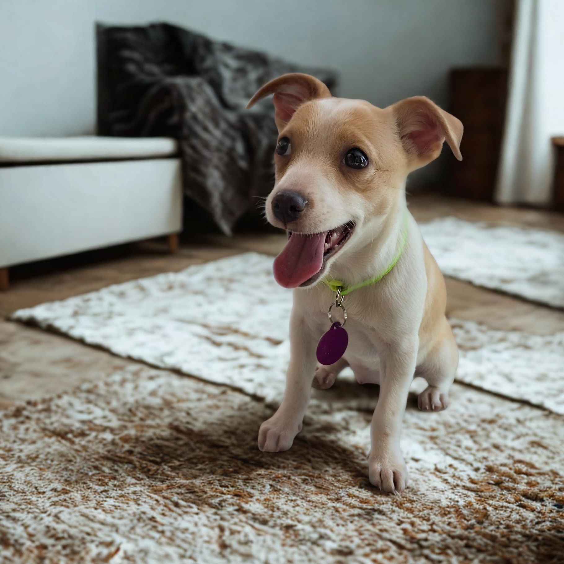 Enlarge Paris, an adopted mixed breed in Encinitas, CA image 2/4