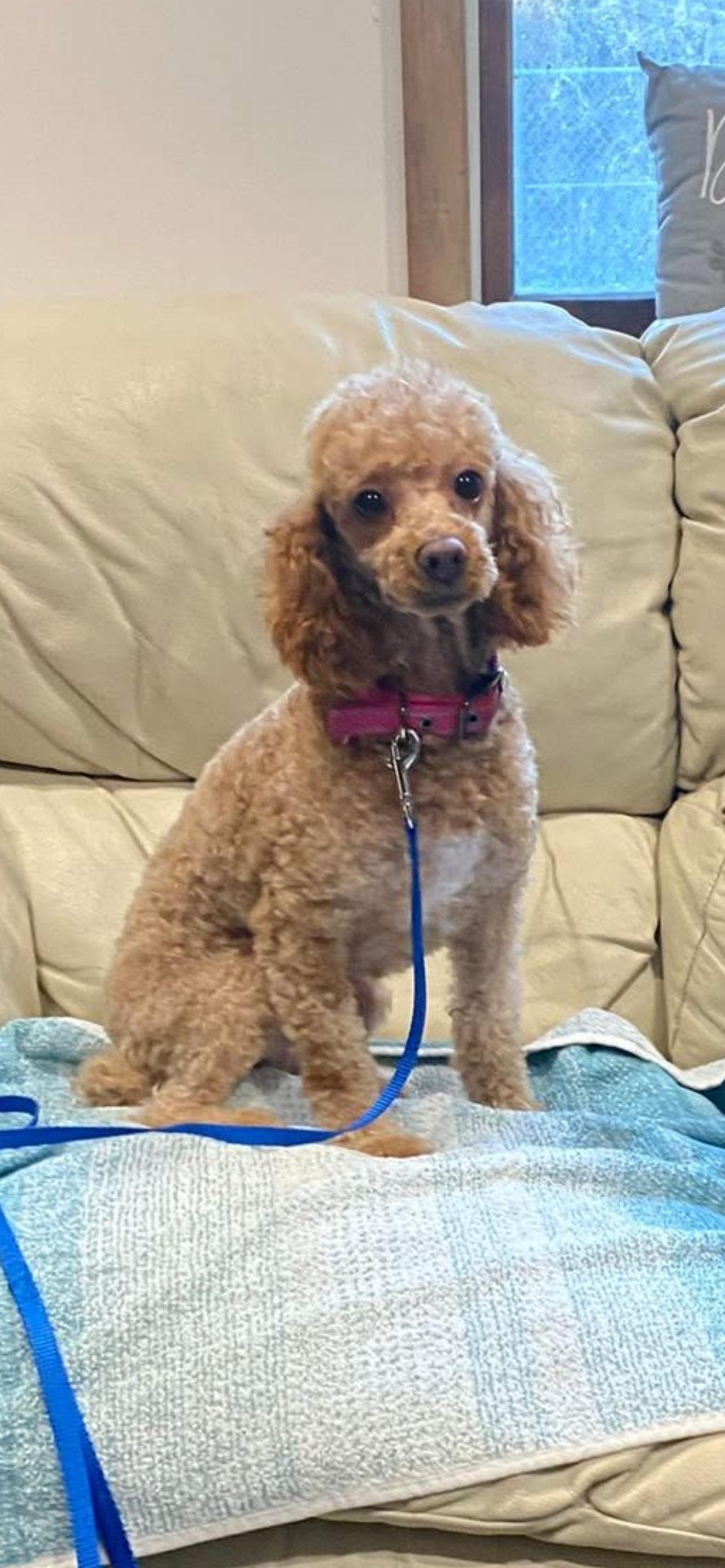 Maple, Adopted, Young Female Poodle.