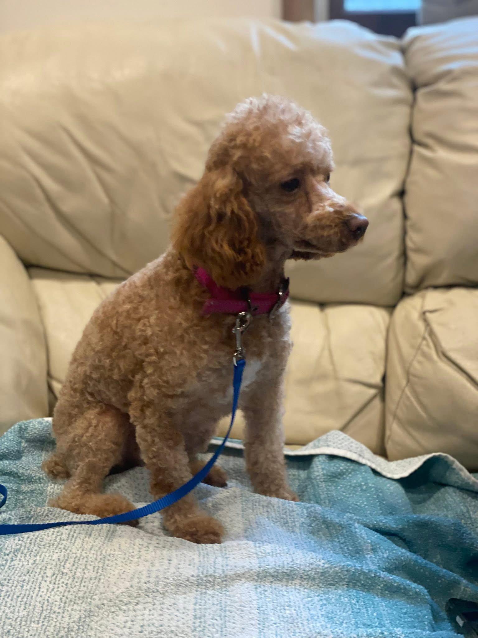 Enlarge Maple, a Adopted Poodle in Lewistown, PA image 3/3