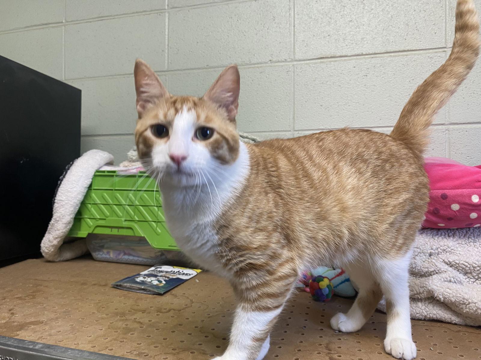 Mello, Adoptable, Young Male Domestic Short Hair.