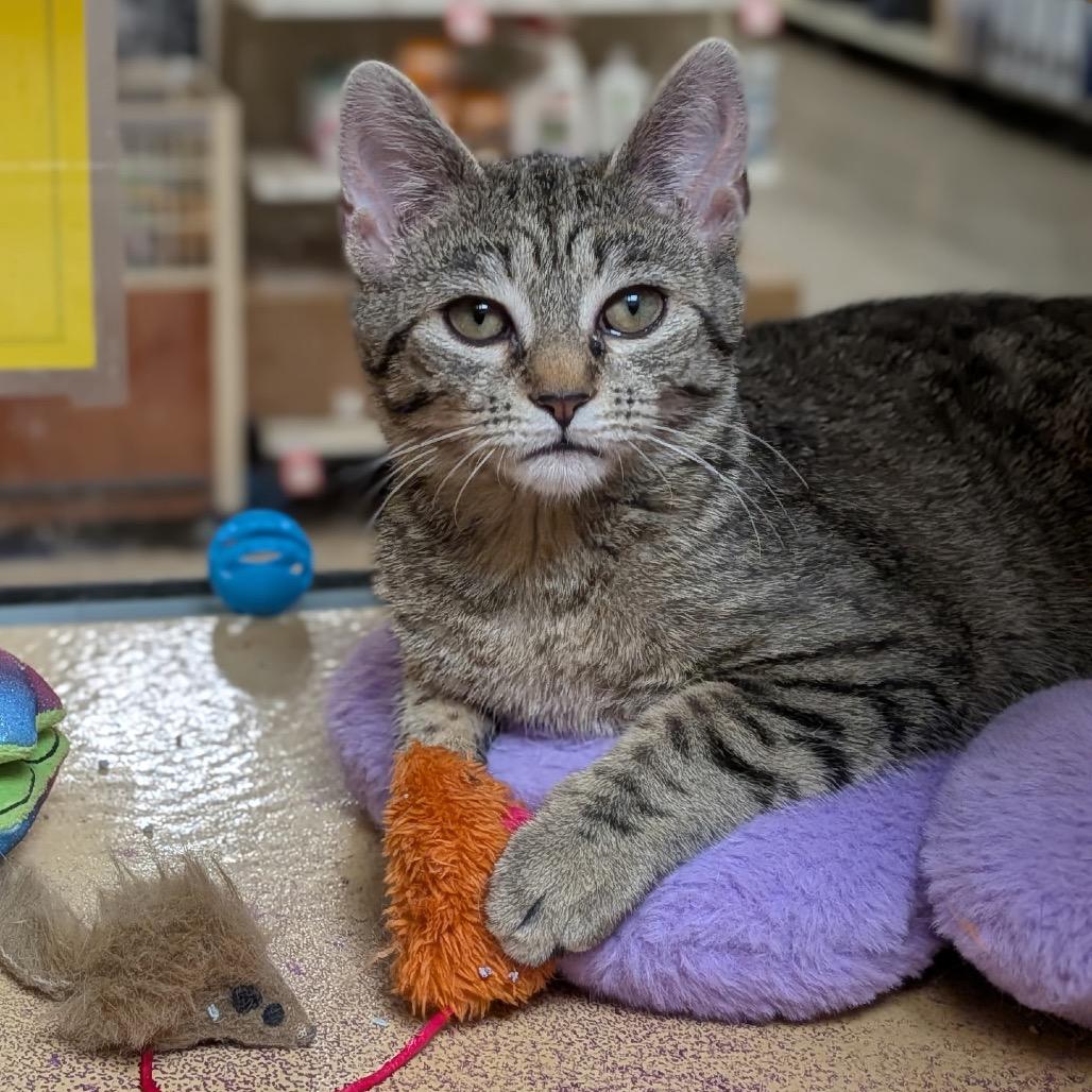 Enlarge Winter, a Adoptable Domestic Short Hair in Mocksville, NC image 1/4