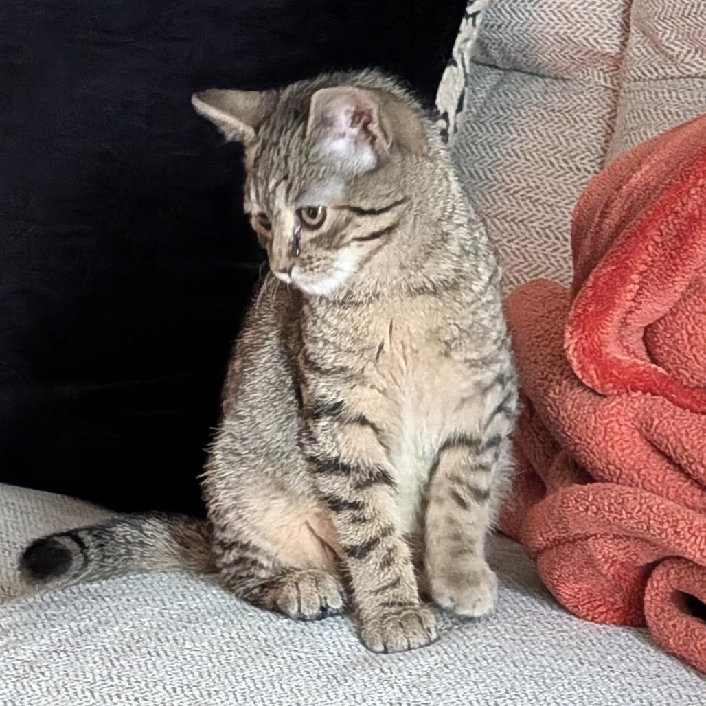 Winter, Adoptable, Kitten Female Domestic Short Hair.