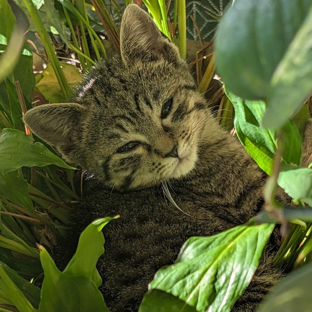 Enlarge Winter, a Adoptable Domestic Short Hair in Mocksville, NC image 3/4