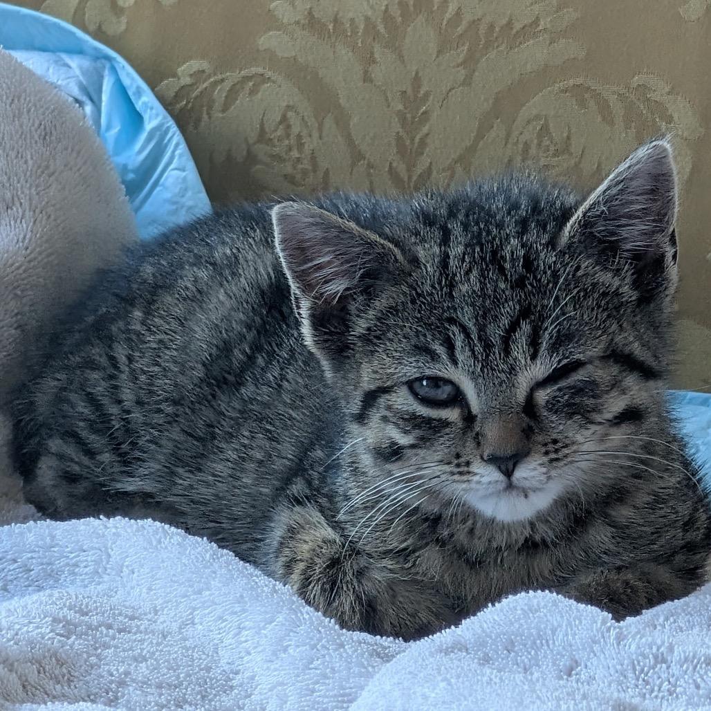 Enlarge Winter, a Adoptable Domestic Short Hair in Mocksville, NC image 4/4