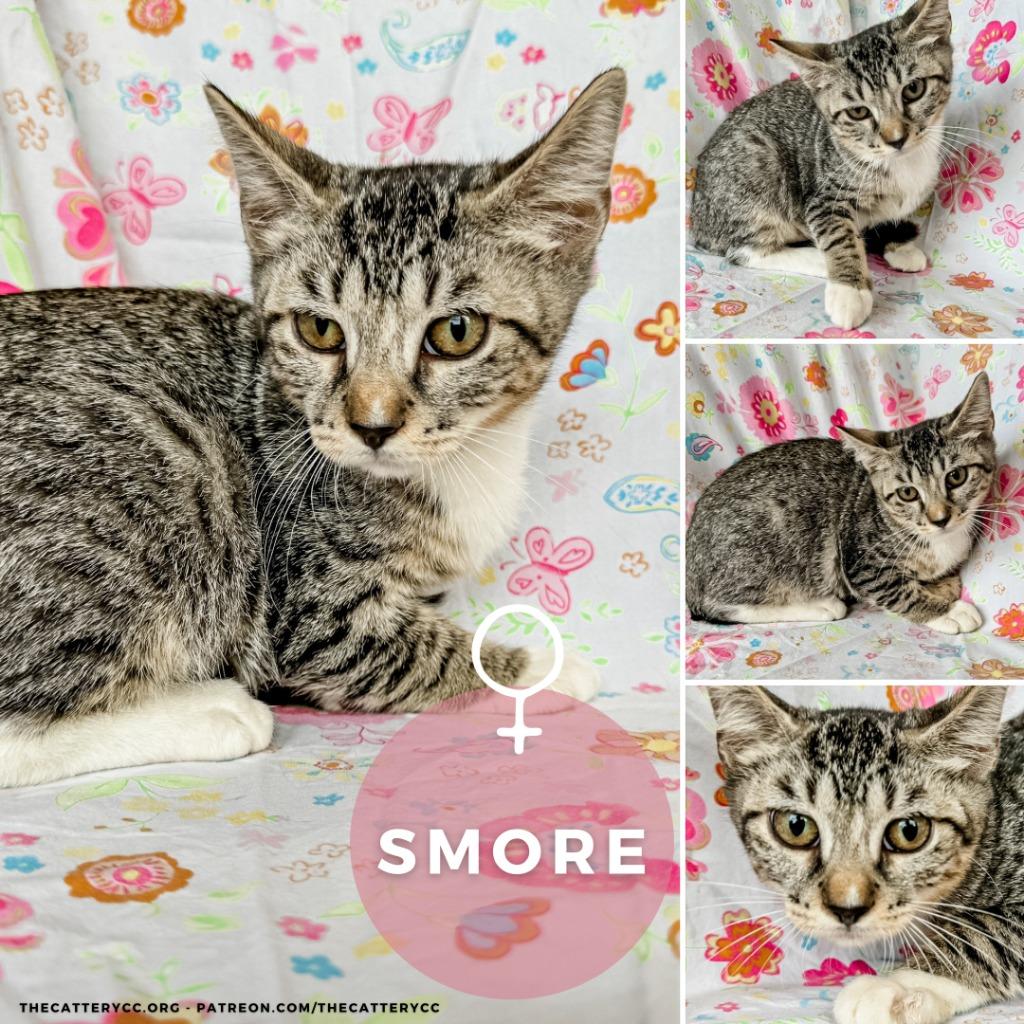 Enlarge Smore, a Adoptable mixed breed in Corpus Christi, TX image 3/4
